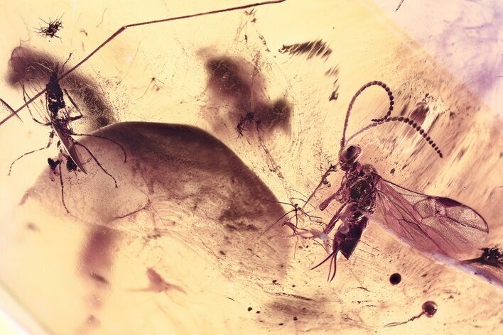 Detailed Fossil Dagger Fly, Wasp, & Biting Midge in Baltic Amber #325350